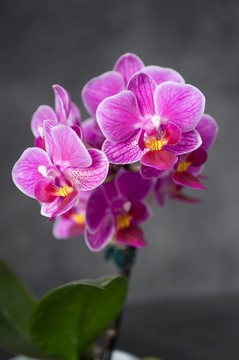 Orchidea
