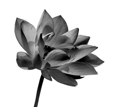 蓮花