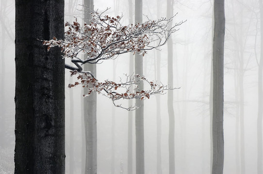 在beechwood