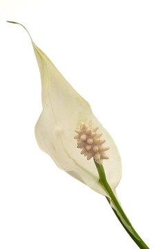 白鶴芋