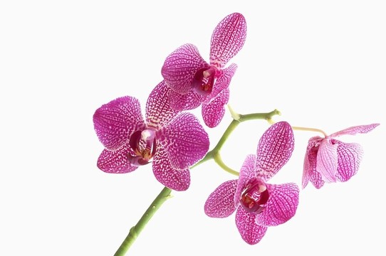 白色地面上的蘭花