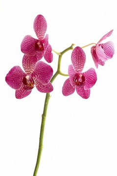 白色地面上的蘭花