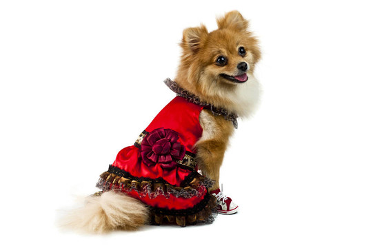 可愛的博美犬在白