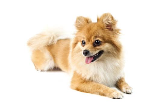 可愛的博美犬在白