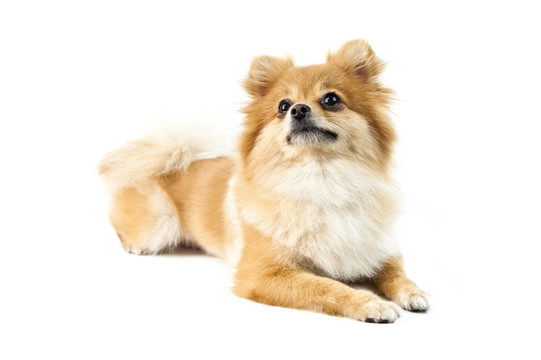 可愛的博美犬在白