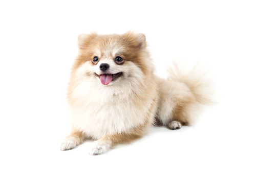 可愛的博美犬在白