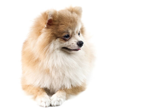 可愛的博美犬在白