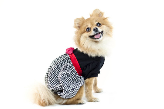 可愛的博美犬在白