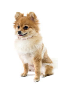 可愛的博美犬在白