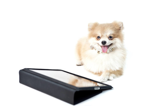 可愛的博美犬白色iPad