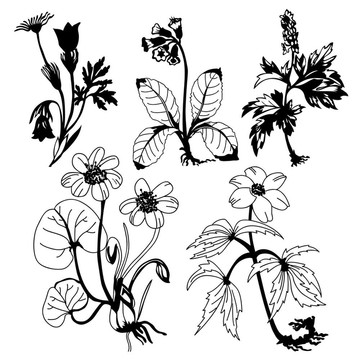 在白色的背景場flowerses；圖