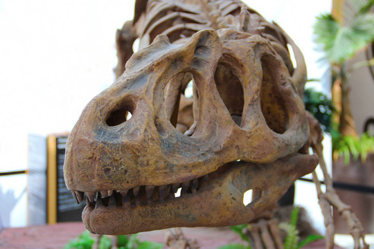 Dinosaur的頭骨