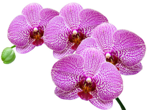 蘭花