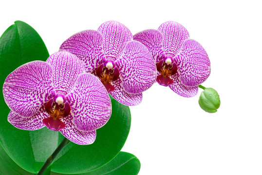 蘭花
