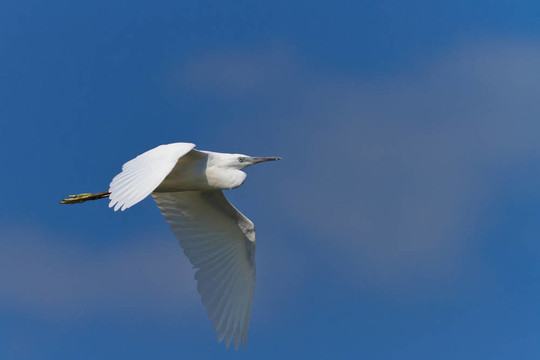 白鷺（Egretta garzetta）