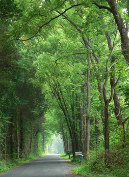 鄉(xiāng)間小路