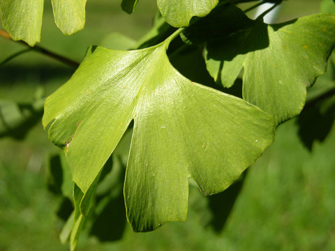 植物的細(xì)節(jié)