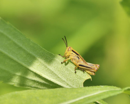 蚱蜢