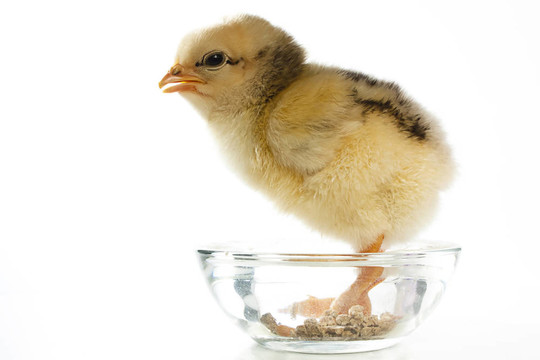 剛出生的小雞站在飼料碗里