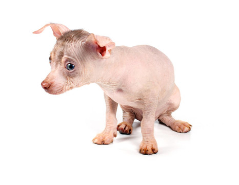 中國冠毛犬幼犬