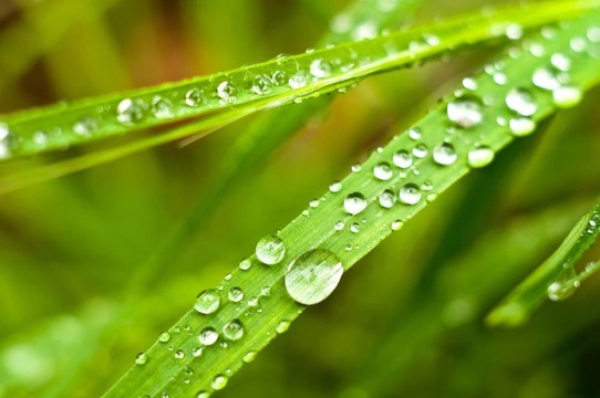 綠草上有水滴在上面