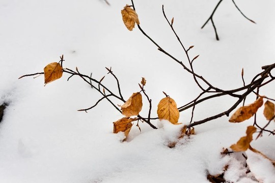 黃色的紅葉雪