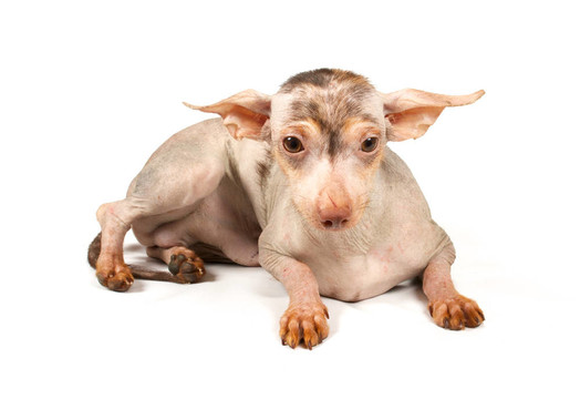 中國冠毛犬幼犬