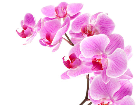 蘭花枝上的蘭花
