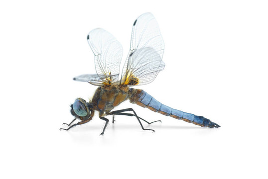 大藍蜻蜓（Libellula depressa）
