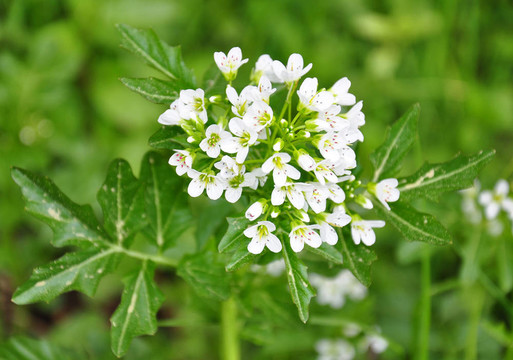 豆瓣菜（西洋菜）