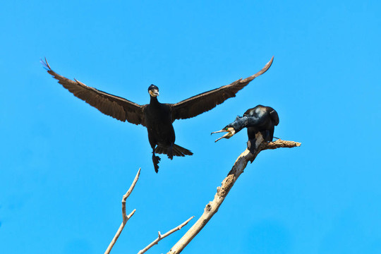 鸕鶿（Phalacrocorax carbo）