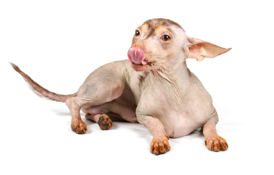 中國冠毛犬幼犬