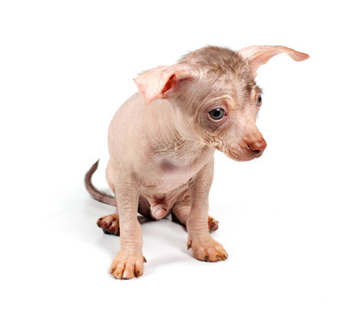 中國冠毛犬幼犬