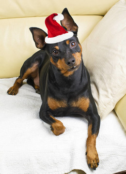 犬犬和圣誕老人的帽子上