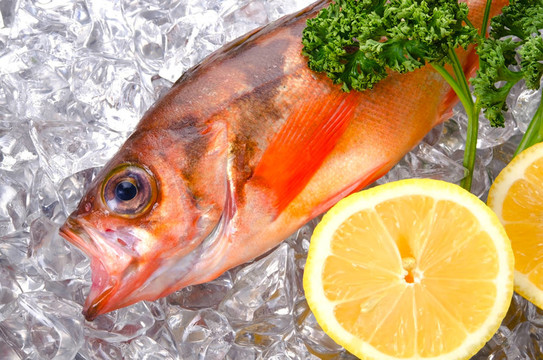 鯡魚巖魚