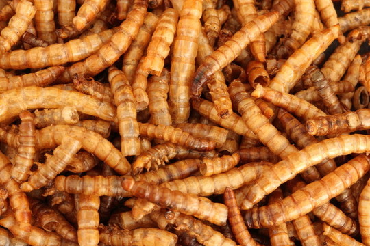 餐蟲(chóng)