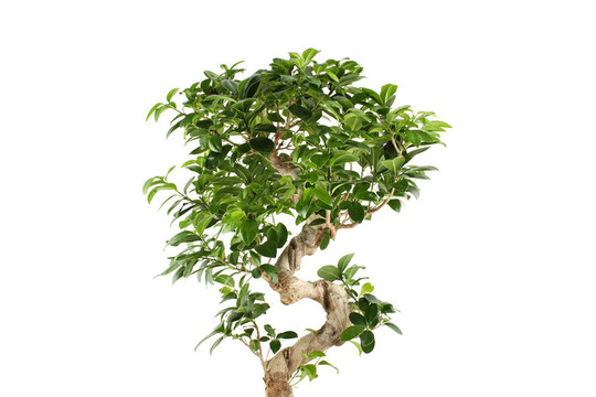 無花果樹