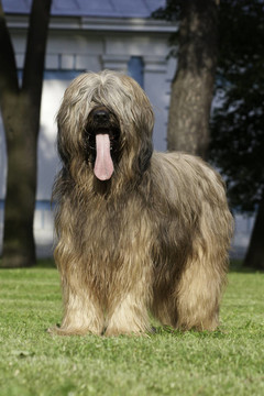 伯瑞犬的狗