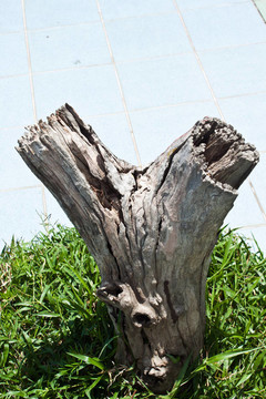 死樹(shù)