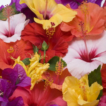 芙蓉花