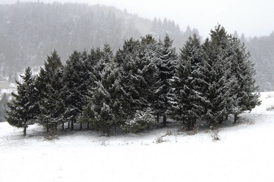 在暴雪與冬季雪樹山景觀