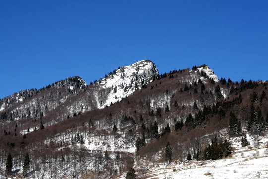 冬、山、冬樹木