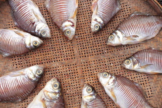 淡水魚是干籃