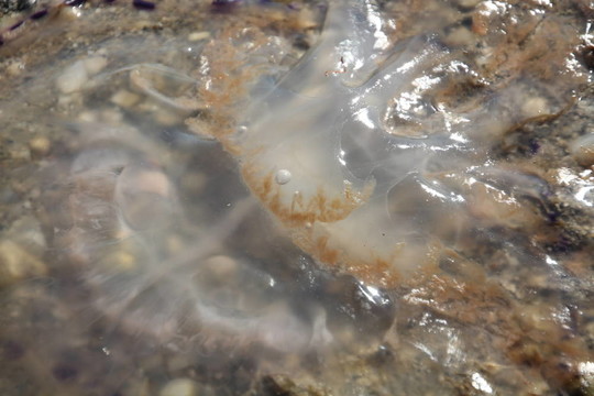 小水母到達(dá)海灘的潮汐