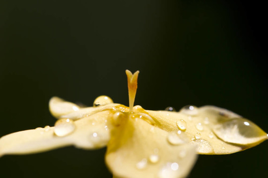 龍船花的花瓣上的水滴