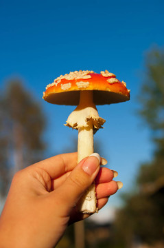 粉木耳蘑菇