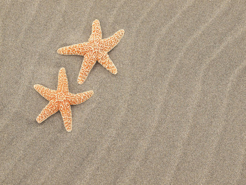 海灘上的兩個海星暴風(fēng)肆虐的沙紋