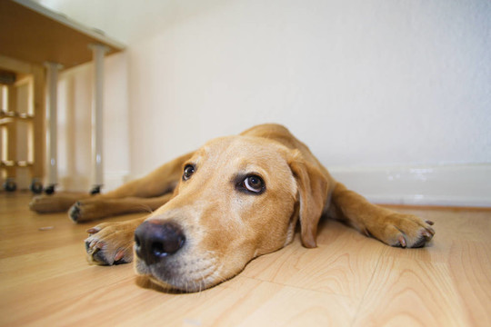 拉布拉多獵犬