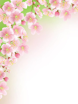 櫻花