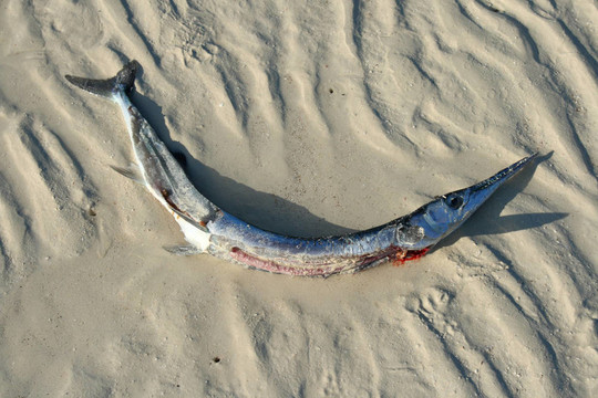 從污染的海灘上的死魚